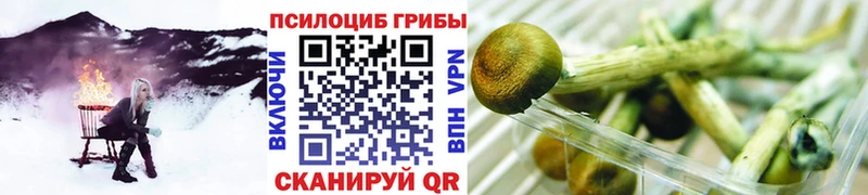 Галлюциногенные грибы Psilocybe  Городище 